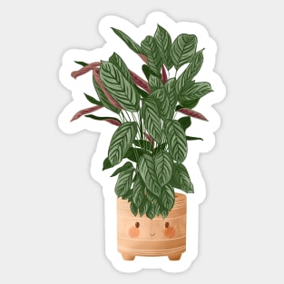 Cute Plant Illustration, Calathea Makoyana Compact Star Sticker